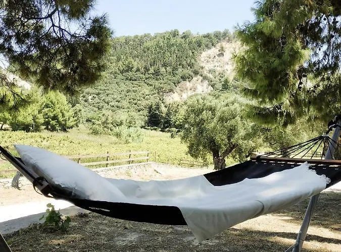 Conifera مدينة زاكينثوس